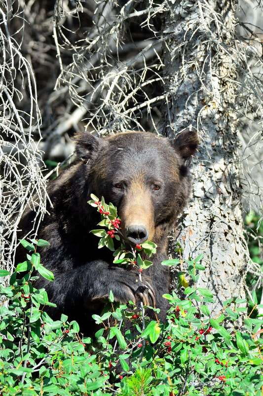 Banff: Guided Nature Walk with Bear Country Safety Tips - What you actually learn about bears