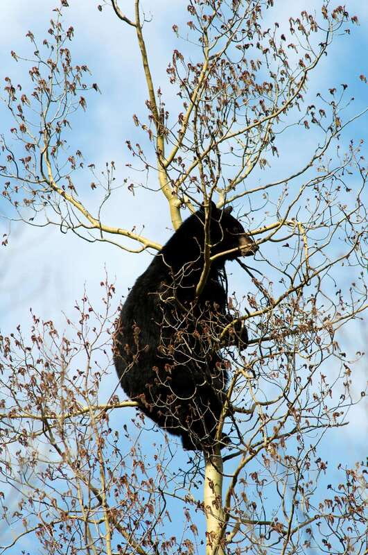 Banff: Guided Nature Walk with Bear Country Safety Tips - Guides Euan and Ian set the right tone
