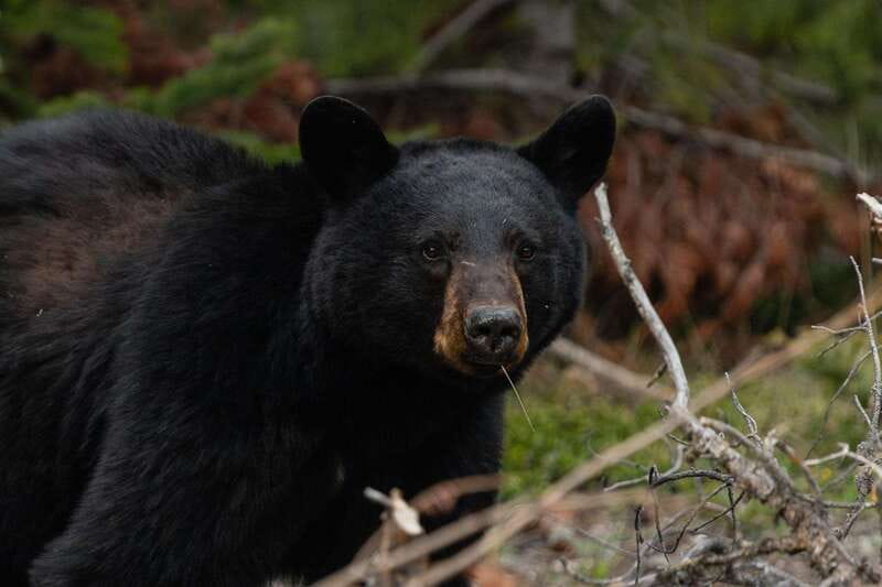 Banff: Guided Nature Walk with Bear Country Safety Tips - Who should book this nature walk?