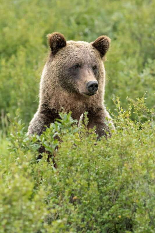 Banff: Guided Nature Walk with Bear Country Safety Tips - What to bring for a comfortable walk