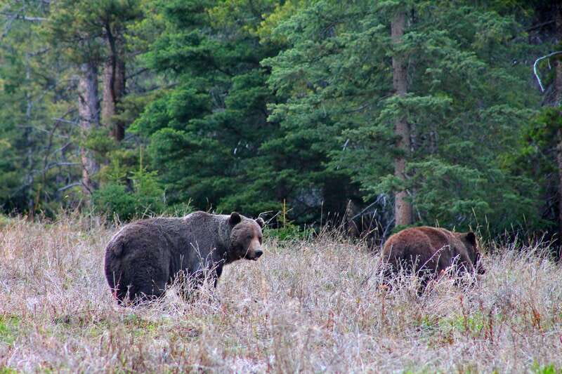 Banff: Guided Nature Walk with Bear Country Safety Tips - Booking flexibility and timing