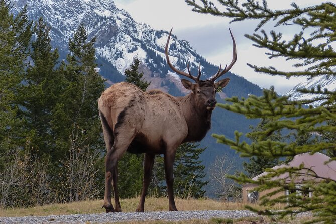 Banff Highlights & Wildlife | Award-Winning Small Group Adventure - Sunset timing, crowds, and wildlife odds