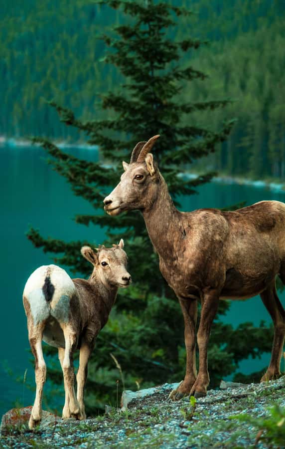 Banff: Lake Louise,Lake Minnewanka,Emerald Lake & Banff Town - Banff town gives you a flexible finish