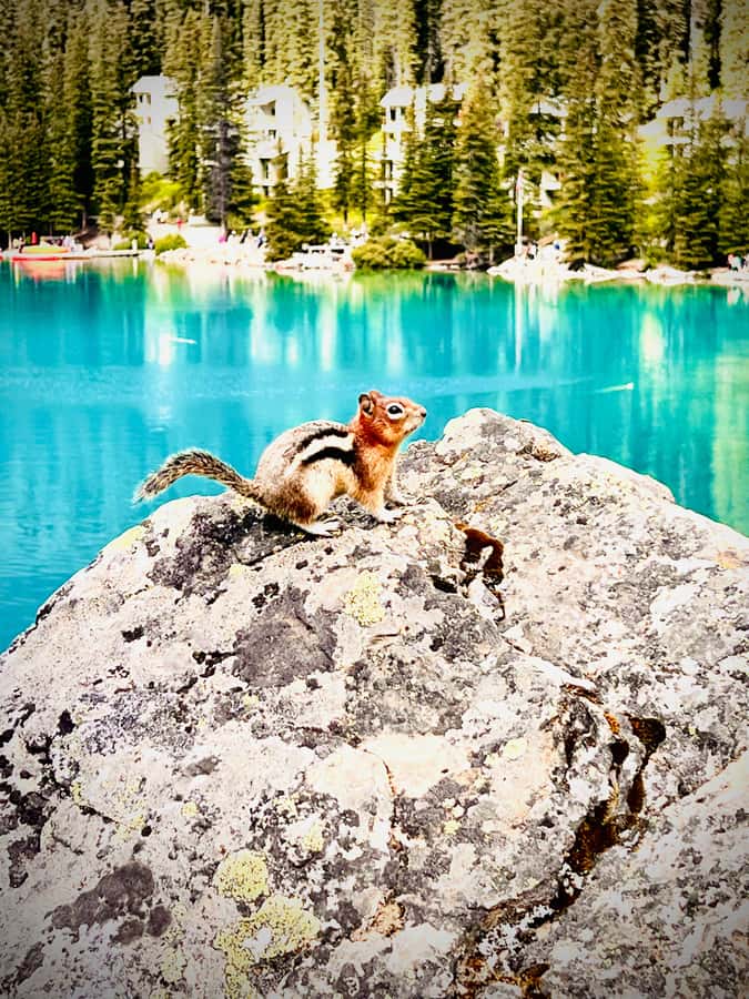 Banff: Lake Louise, Moraine, Emerald Lake & Canyon Day Trip - Is $50 good value for a 10-hour day?