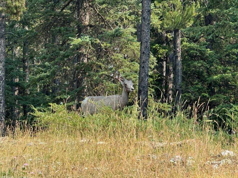 Banff: Lake Louise, Moraine, Emerald Lake & Johnston Canyon - Why this route works for a one-day Banff visit