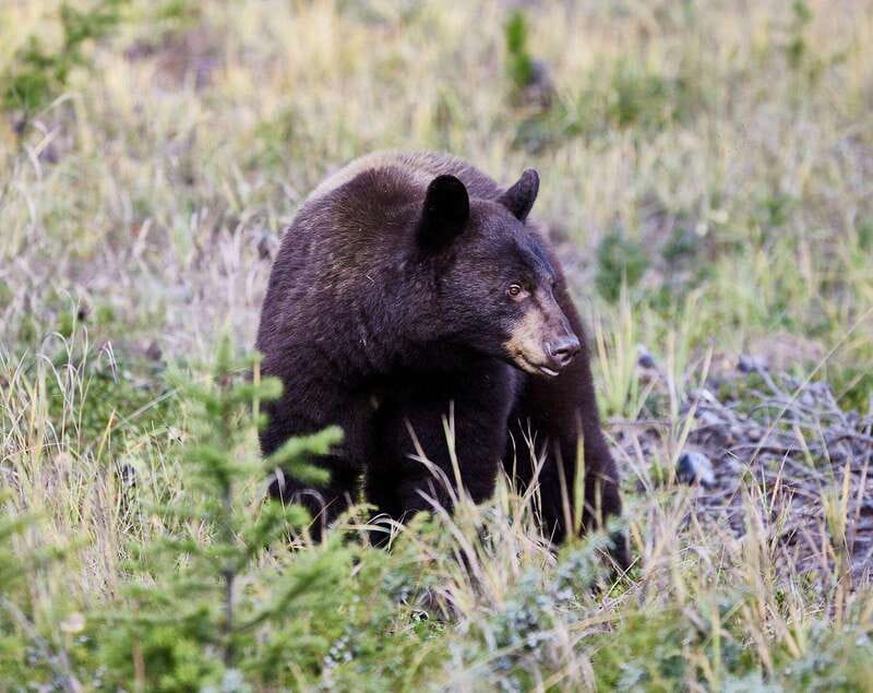 Banff PRIVATE Guided Nature Walk + Transportation - 2.5H - Key points at a glance