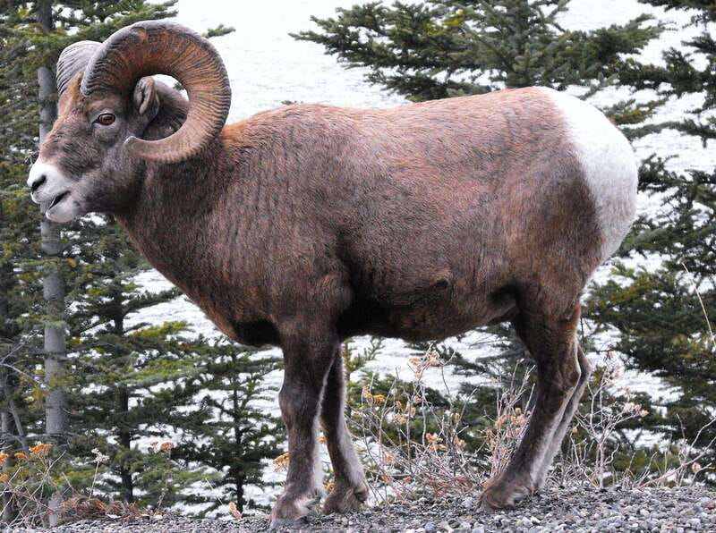 Banff PRIVATE Guided Nature Walk + Transportation - 2.5H - Why a private Banff walk works so well