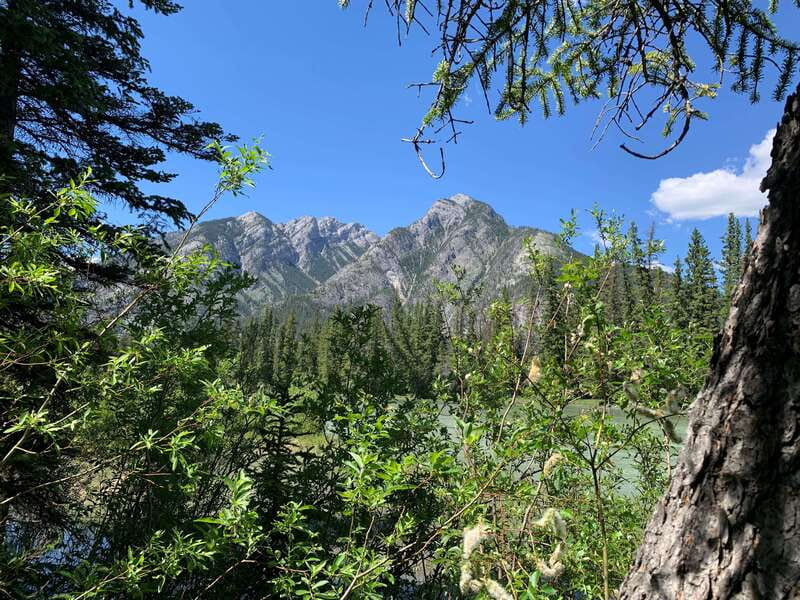 Banff PRIVATE Guided Nature Walk + Transportation - 2.5H - What the guides add to the walk