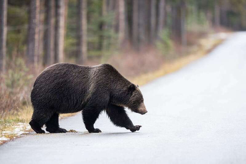 Banff PRIVATE Guided Nature Walk + Transportation - 2.5H - How difficult is the nature walk?