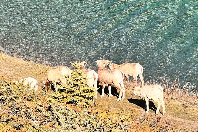 Banff Town ,Lake Louise, Moraine , Emerald & Johnston Canyon Tour - Banff Avenue brings the day back to town