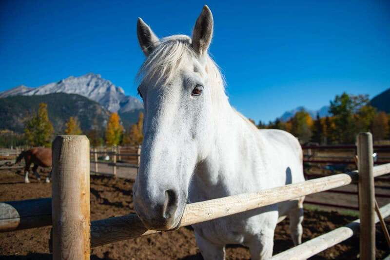 Banff: Wagon Ride with Cowboy Cookout BBQ - Key points to know before you book