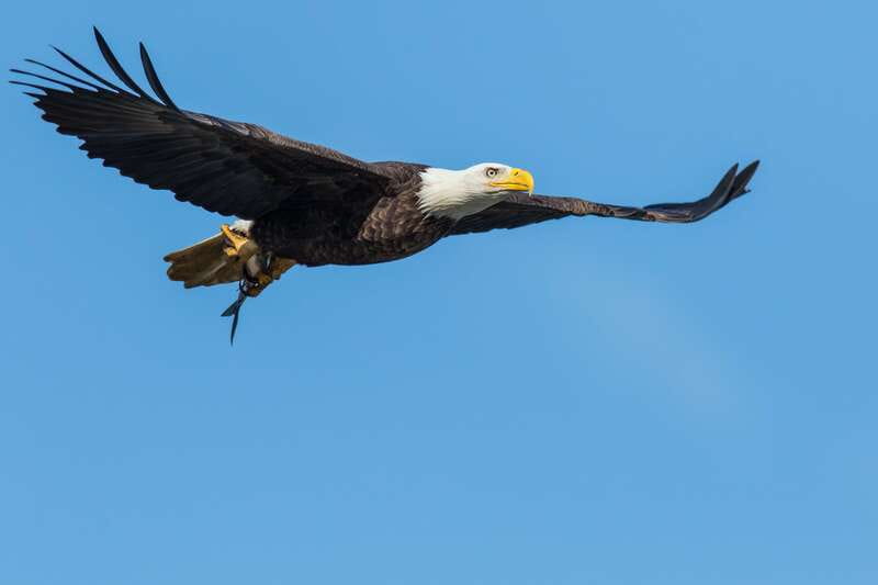 Banff: Wildlife on the Bow River Big Canoe Tour - Should you book this Banff canoe tour?