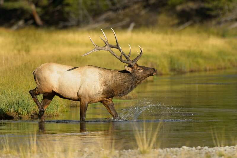 Banff: Wildlife on the Bow River Big Canoe Tour - Starting at the Banff Canoe Club