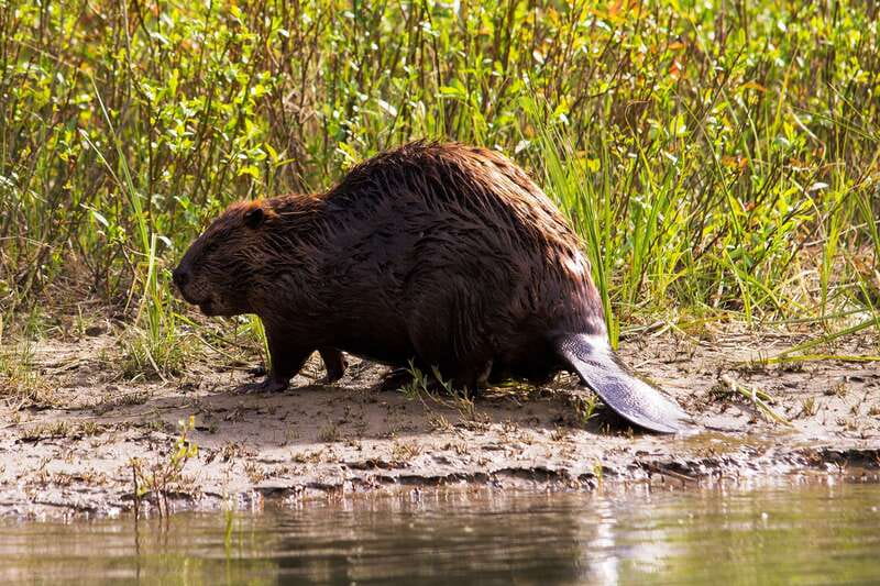 Banff: Wildlife on the Bow River Big Canoe Tour - Who will enjoy this canoe outing most?