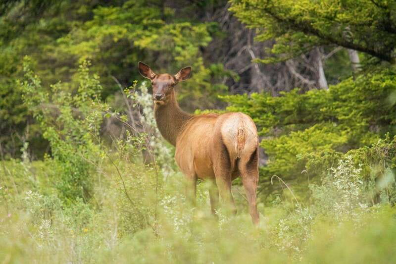 Banff, Yoho, and Jasper 2 Day Private Tour - What the guide adds to the drive
