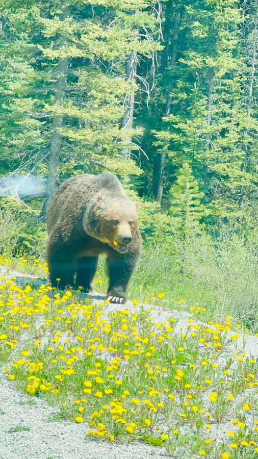 Calgary, Banff: Lake louise , Moraine ,Emerald Lake day Tour - Banff gives the route a final town stop, with a seasonal catch