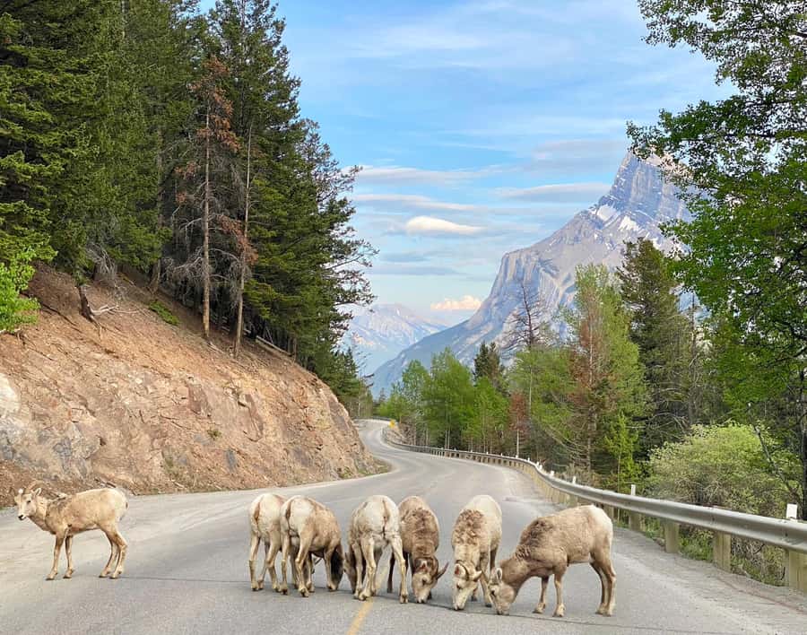 Calgary/Canmore: Banff National Park & Lake Louise Day Trip - Moraine Lake and the Ten Peaks