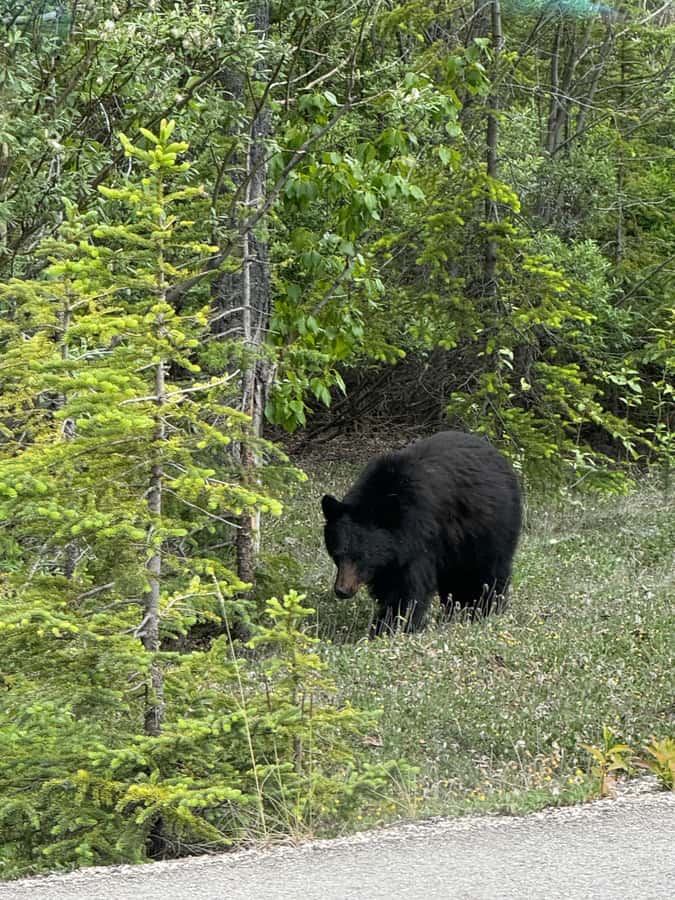 Calgary: Day Trip to Jasper with Lunch - Who will get the most from this tour