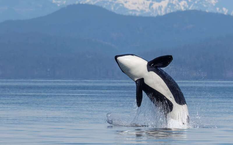 Campbell River: 4 Hour Whale & Wildlife Zodiac Boat Tour - Key points to know before you book