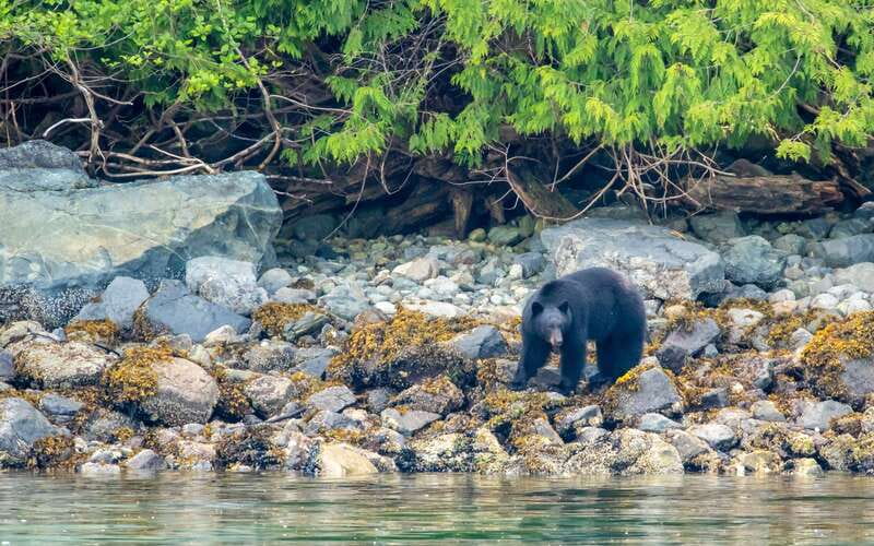 Campbell River: 4 Hour Whale & Wildlife Zodiac Boat Tour - Searching for orcas, humpbacks, and smaller marine life