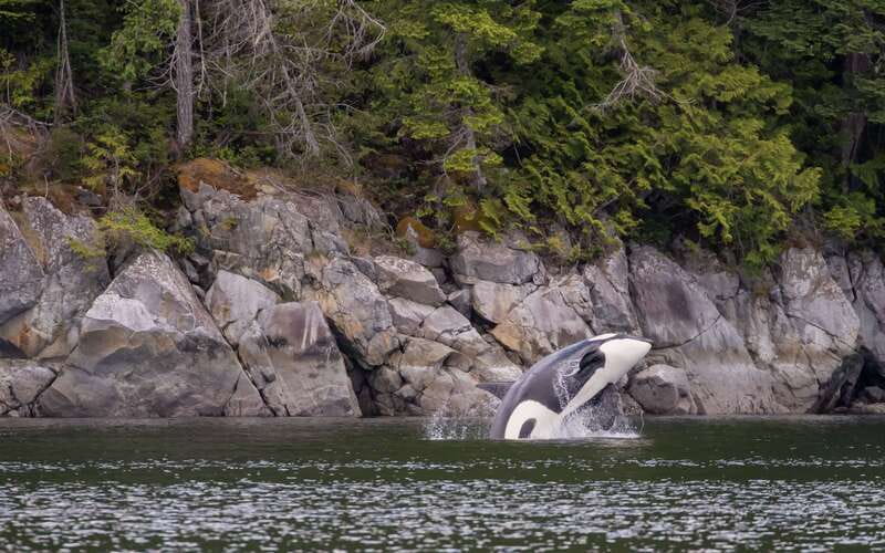 Campbell River: 4 Hour Whale & Wildlife Zodiac Boat Tour - The thrill of Devils Hole and Aaron Rapids