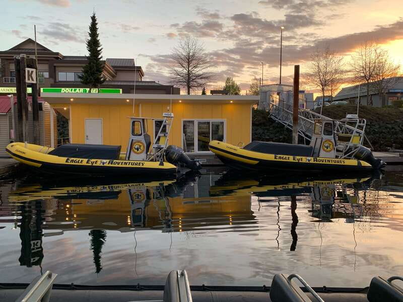 Campbell River: 4 Hour Whale & Wildlife Zodiac Boat Tour - The guides make a real difference