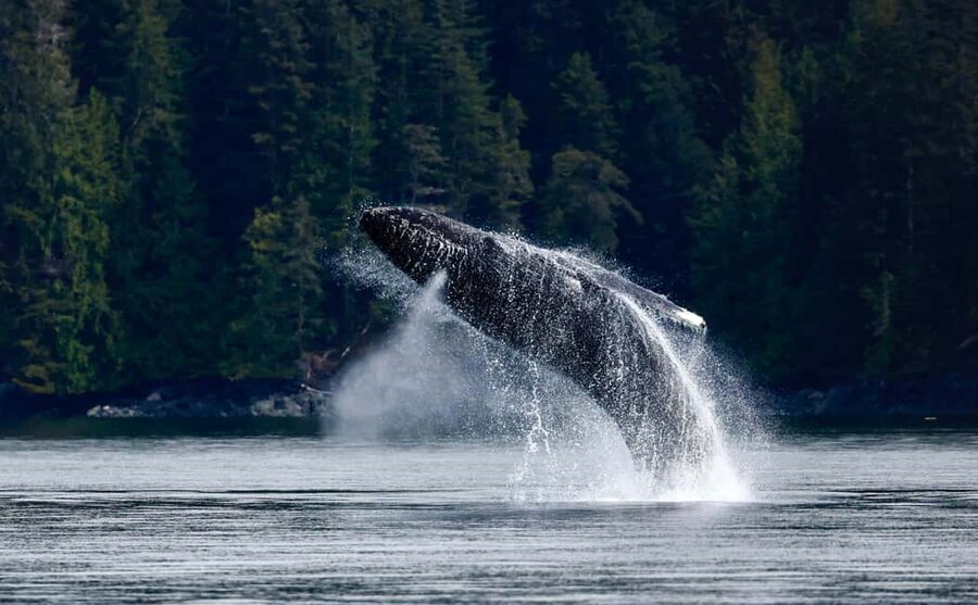 Campbell River: 6 Hour Covered Whale Watching Tour w/ Lunch - Six Hours on Discovery Passage