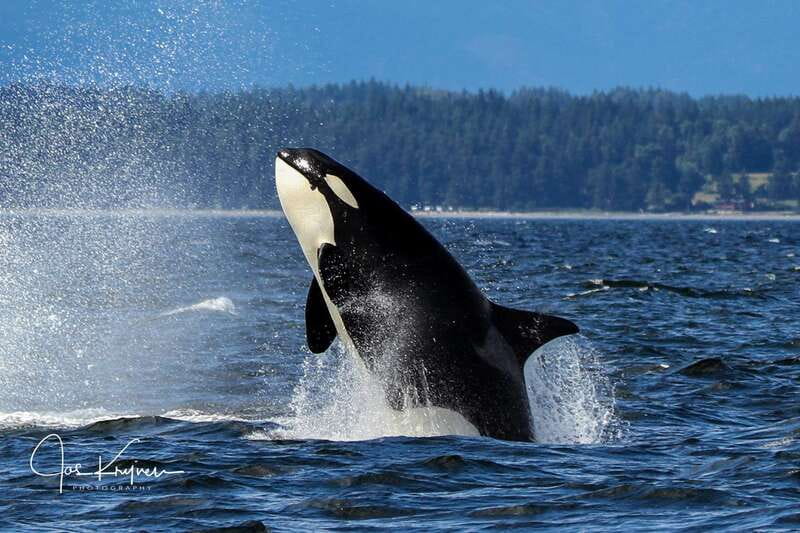 Campbell River: 6 Hour Covered Whale Watching Tour w/ Lunch - Booking Advice and Final Verdict