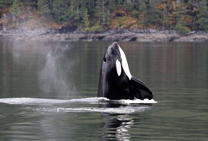 Campbell River: 6 Hour Covered Whale Watching Tour w/ Lunch - A Covered Boat for a Changeable Coast