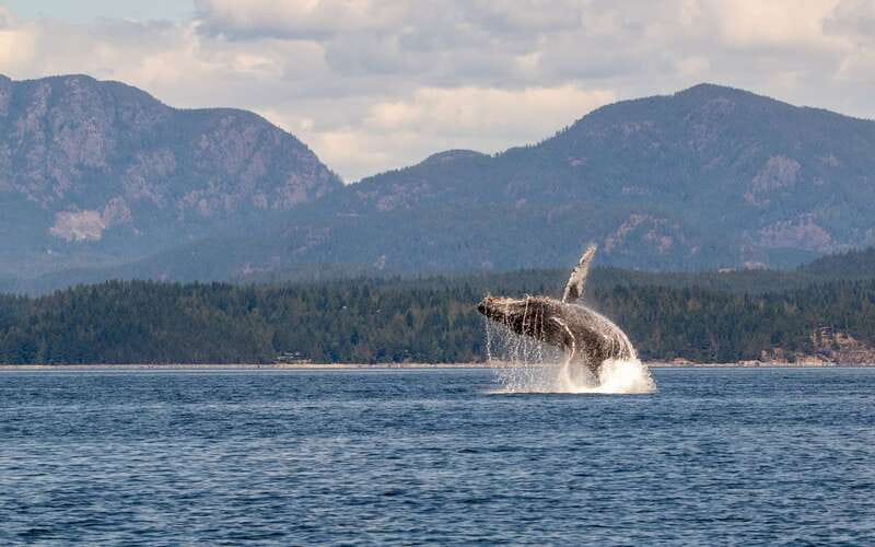 Campbell River: 6 Hour Covered Whale Watching Tour w/ Lunch - Guides, Stories, and the Human Side of the Trip