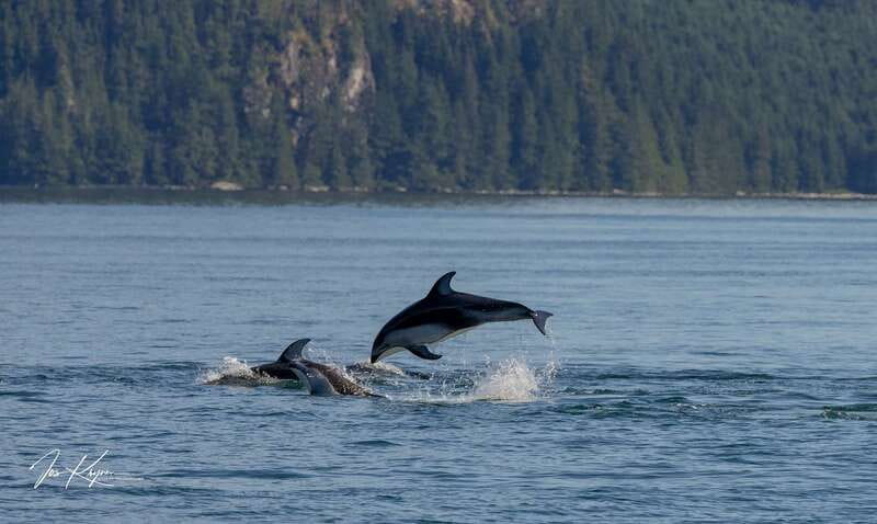 Campbell River: 6 Hour Covered Whale Watching Tour w/ Lunch - Lunch, Drinks, and Six Hours Afloat