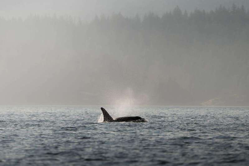 Campbell River: 6-Hour Whale Watching Boat Tour - Starting at the Floathouse