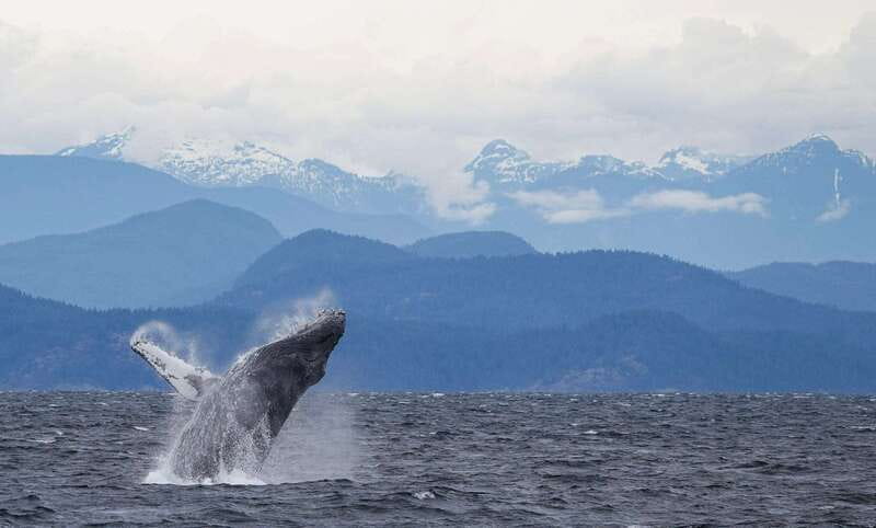 Campbell River: 6-Hour Whale Watching Boat Tour - The second search, another two and a half hours