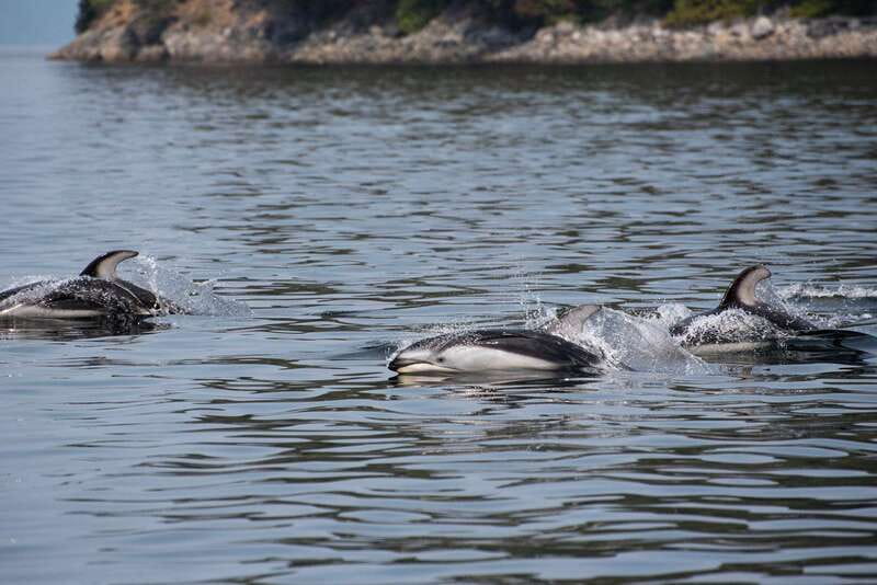 Campbell River: 6-Hour Whale Watching Boat Tour - Booking, cancellation, and practical details