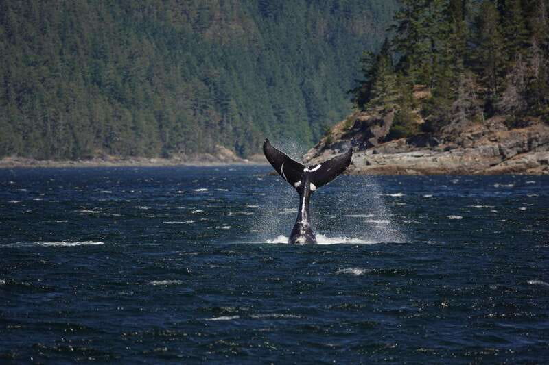 Campbell River: 6-Hour Whale Watching Boat Tour - Choosing between the Zodiac and covered boat