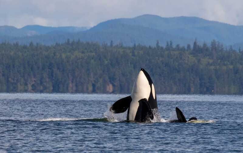 Campbell River: 6 Hour Zodiac Whale Watching Tour w/ Lunch - How the price compares with the experience