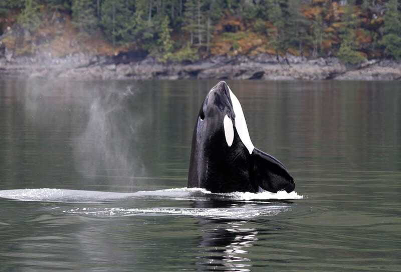 Campbell River: 6 Hour Zodiac Whale Watching Tour w/ Lunch - Who will enjoy this Campbell River tour