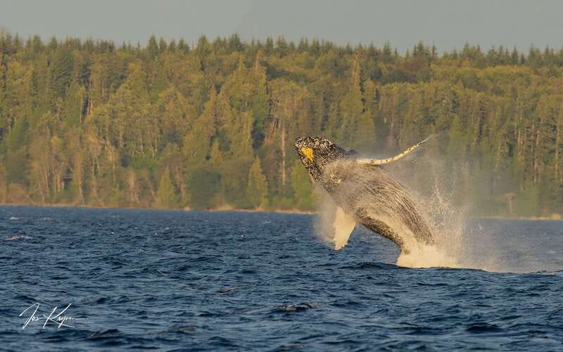 Campbell River: 6 Hour Zodiac Whale Watching Tour w/ Lunch - Searching Discovery Passage for whales