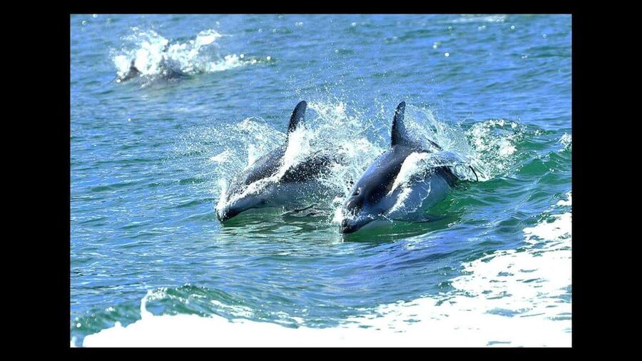 Campbell River: 7-Hour Big Animal Encounter Boat Tour - Key points to know before you book