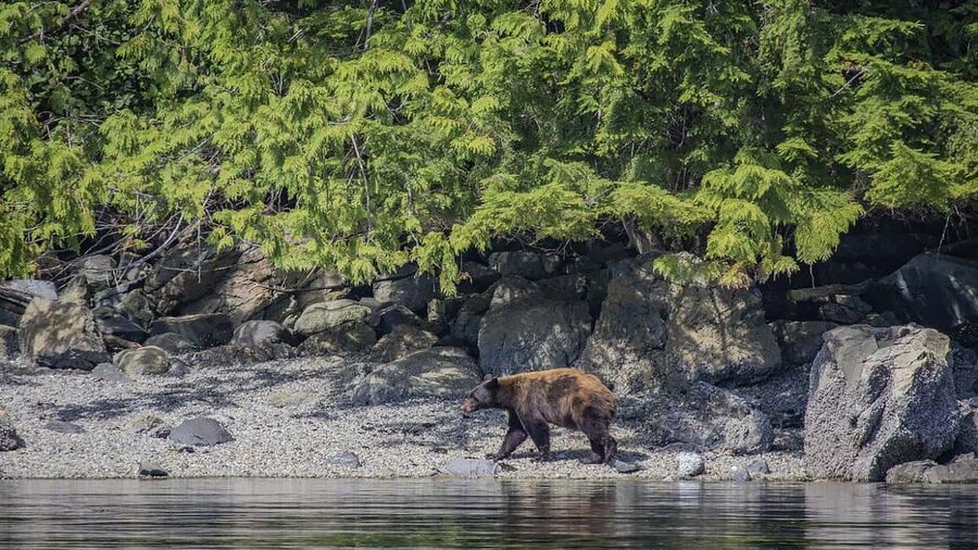 Campbell River: 7-Hour Big Animal Encounter Boat Tour - The whale search and the hydrophone