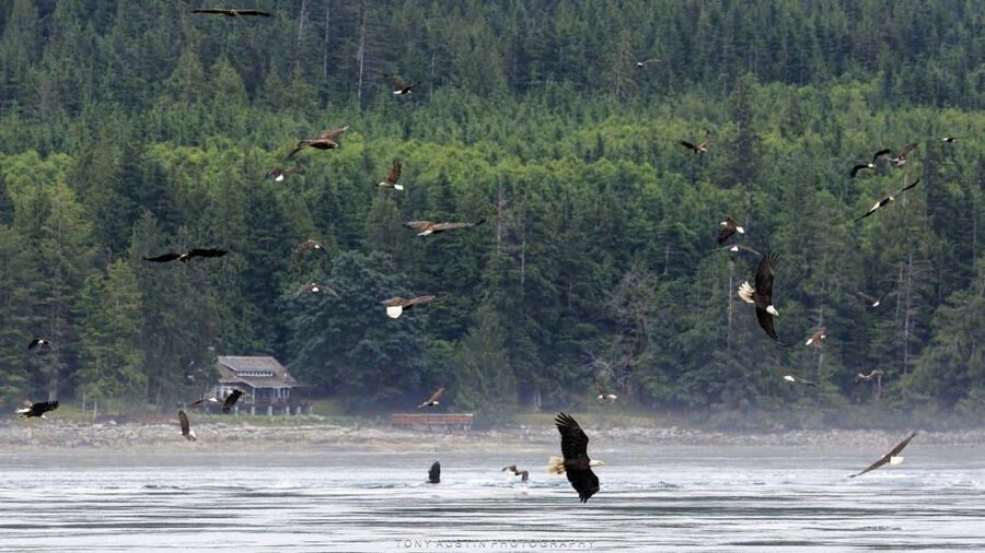 Campbell River: 7-Hour Big Animal Encounter Boat Tour - Humpbacks, orcas, dolphins, and porpoises