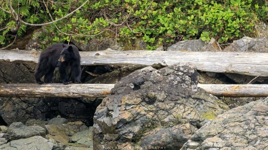 Campbell River: 7-Hour Big Animal Encounter Boat Tour - Watching the shoreline for bears and birds