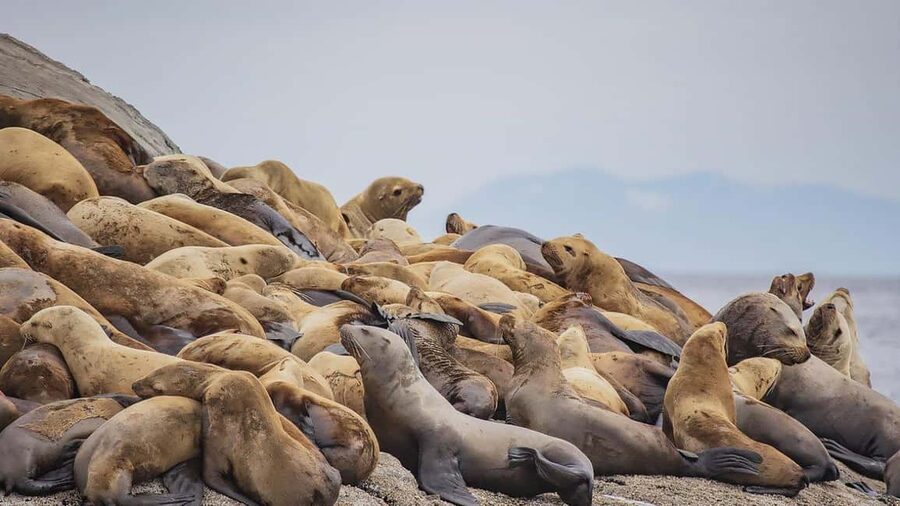 Campbell River: 7-Hour Big Animal Encounter Boat Tour - A boat made for seven hours outside