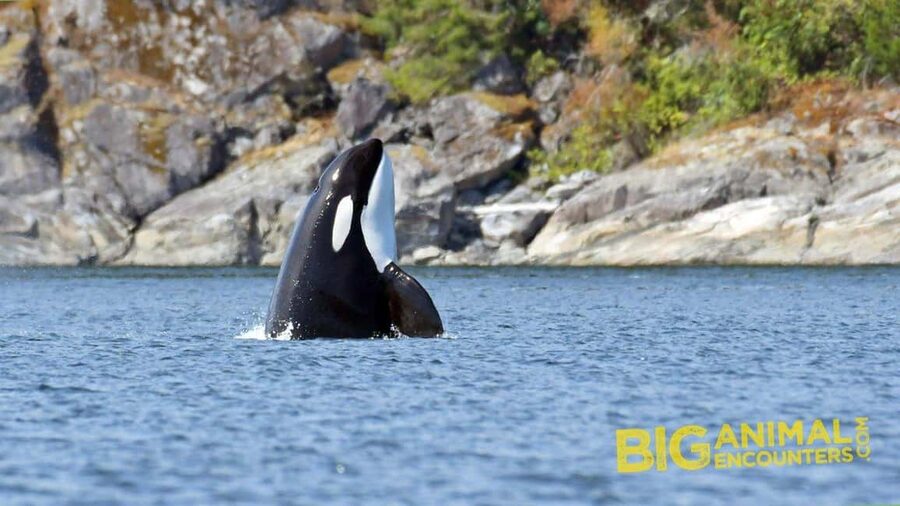Campbell River: 7-Hour Big Animal Encounter Boat Tour - Lunch, snacks, and the vegetarian question