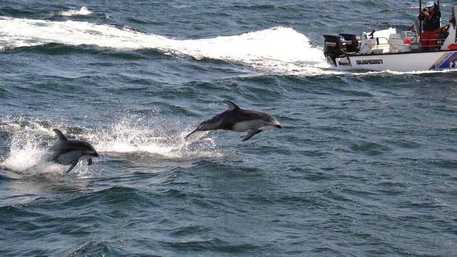 Campbell River: 7-Hour Big Animal Encounter Boat Tour - Who will enjoy this outing most