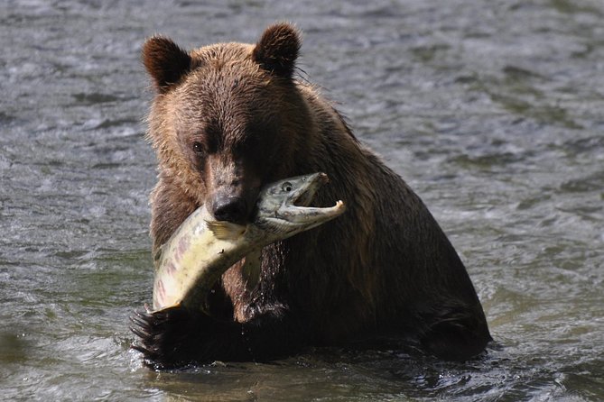 Campbell River: Bute Inlet Grizzly-Watching Tour & Boat Ride - Key points to know