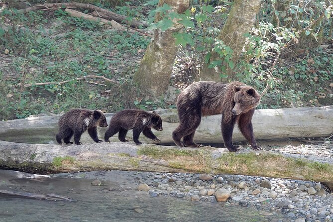 Campbell River: Bute Inlet Grizzly-Watching Tour & Boat Ride - Wildlife beyond the grizzlies