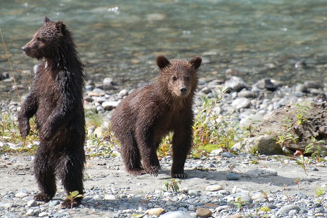 Campbell River: Bute Inlet Grizzly-Watching Tour & Boat Ride - Who should book this tour?