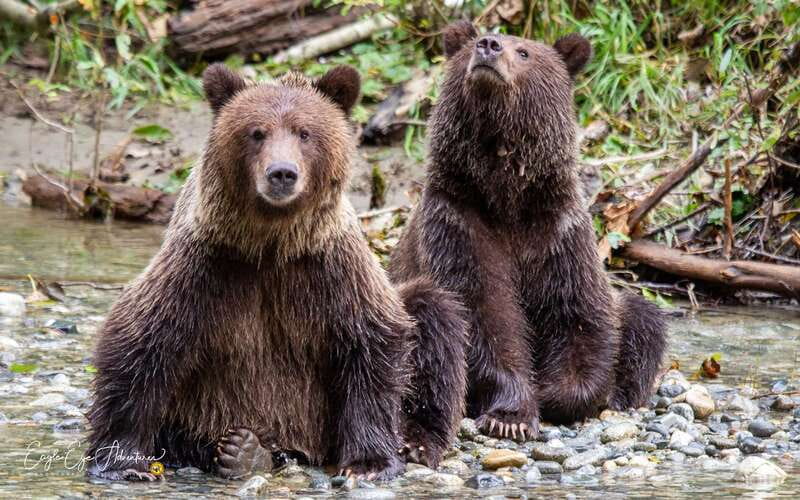 Campbell River: Full-Day Grizzly Bear Tour With Lunch - Key points to know before you book