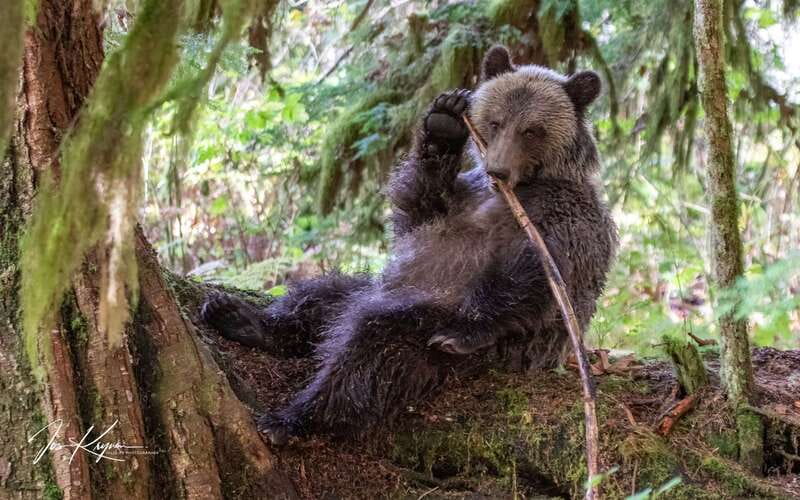 Campbell River: Full-Day Grizzly Bear Tour With Lunch - Why Toba Inlet is worth the long ride